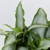 Indoor Garden Tradescantia Spathacea Silver 85mm Border Plants