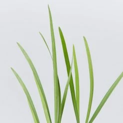 Shrubs Border Plants Tulbaghia Violacea