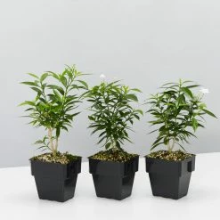 Indoor Garden Tabernaemontana Corymbosa - Larger Plants Shrubs