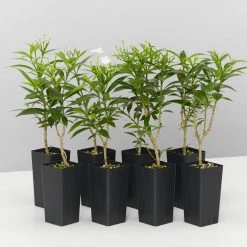 Indoor Garden Tabernaemontana Corymbosa