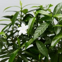 Indoor Garden Tabernaemontana Corymbosa - Larger Plants Shrubs