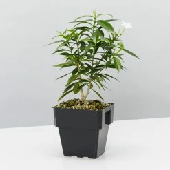 Indoor Garden Tabernaemontana Corymbosa - Larger Plants Shrubs