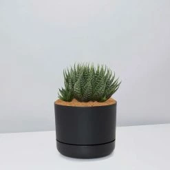 Succulents The Succulent Planter + LECA And Soil Bag