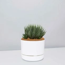 Succulents The Succulent Planter + LECA And Soil Bag