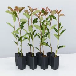 Ozbreed Thin Red™ Photinia X Fraseri ‘NP01’ PBR