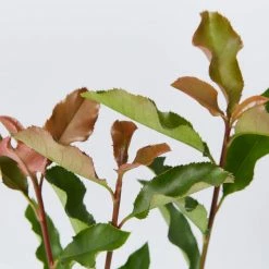 Ozbreed Thin Red™ Photinia X Fraseri ‘NP01’ PBR