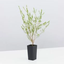 Shrubs Thryptomene Saxicola F.C. Payne