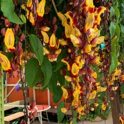 Shrubs Thunbergia Mysorensis Full Sun