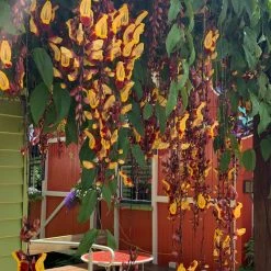 Shrubs Thunbergia Mysorensis Full Sun