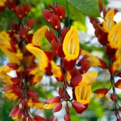 Shrubs Thunbergia Mysorensis Full Sun