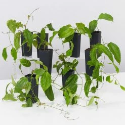 Shrubs Thunbergia Mysorensis Full Sun