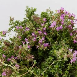 Shrubs Full Sun Creeping Thyme -Thymus Praecox