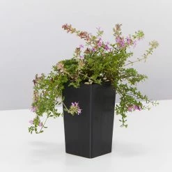 Shrubs Full Sun Creeping Thyme -Thymus Praecox