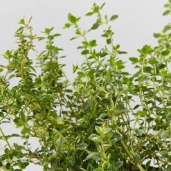 Shrubs Thymus X Citriodorus Variegated Lemon Thyme