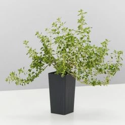 Shrubs Thymus X Citriodorus Variegated Lemon Thyme
