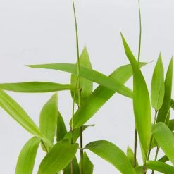 Shrubs Thysanolaena Maxima Tiger Grass