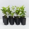 Hedge Star Jasmine Hedging Or Ground Cover Pack Hedging Plants