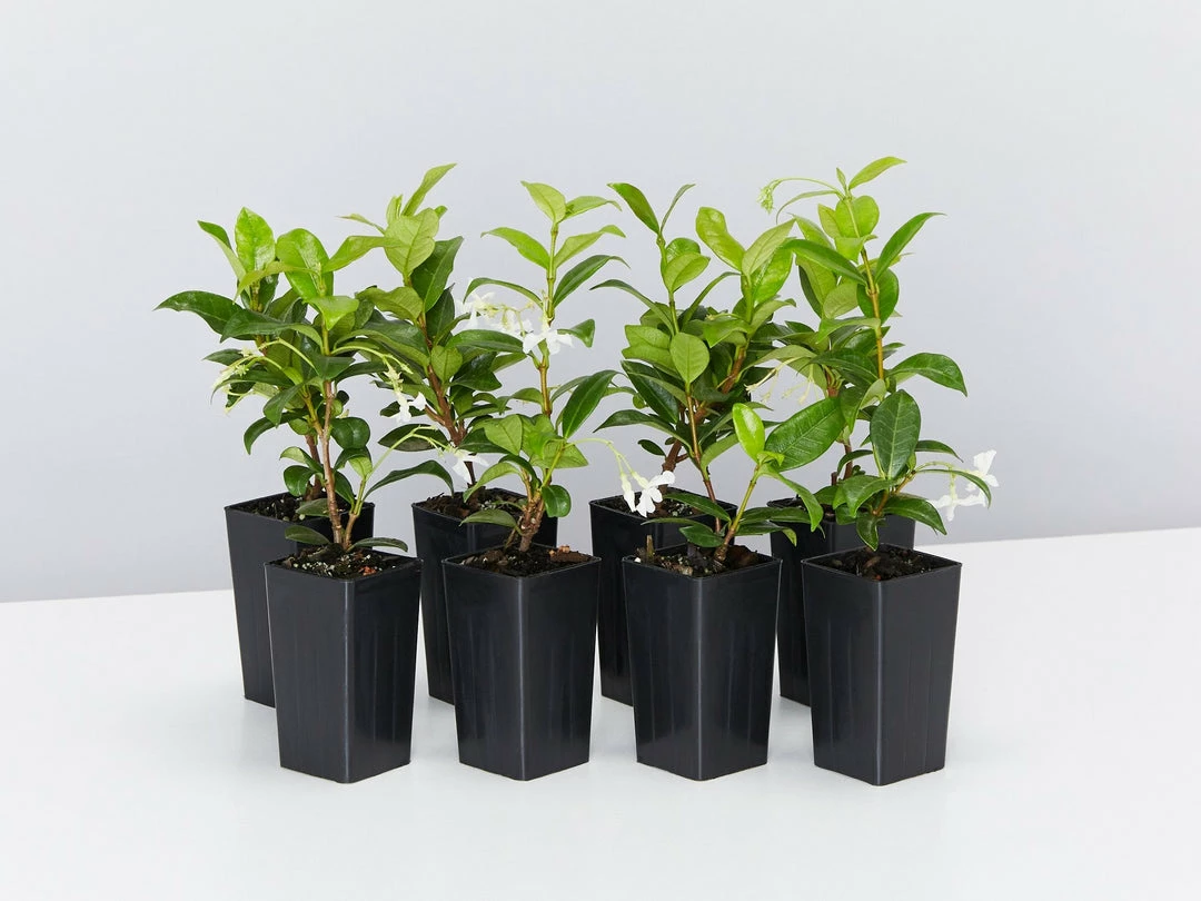 Hedge Star Jasmine Hedging Or Ground Cover Pack Hedging Plants 3 Hedge Star Jasmine Hedging Or Ground Cover Pack Hedging Plants