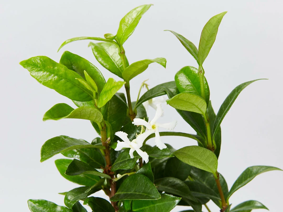 Hedge Star Jasmine Hedging Or Ground Cover Pack Hedging Plants 5 Hedge Star Jasmine Hedging Or Ground Cover Pack Hedging Plants