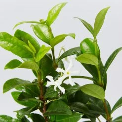 Shrubs Ground Covers Mixed Jasmine Pack