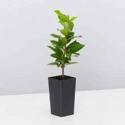 Hedge Star Jasmine Hedging Or Ground Cover Pack Hedging Plants 15 Hedge Star Jasmine Hedging Or Ground Cover Pack Hedging Plants