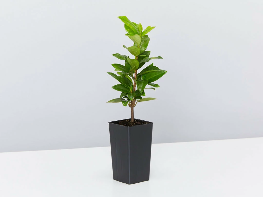 Hedge Star Jasmine Hedging Or Ground Cover Pack Hedging Plants 7 Hedge Star Jasmine Hedging Or Ground Cover Pack Hedging Plants