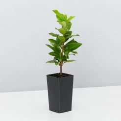 Shrubs Assorted Pack Of Outdoor Climbing Plants