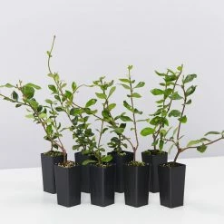 Shrubs Hedging Plants Trachelospermum Yellow Star