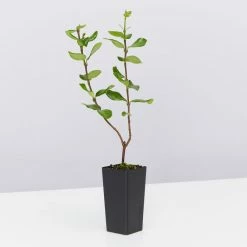 Shrubs Assorted Pack Of Outdoor Climbing Plants