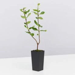 Shrubs Hedging Plants Trachelospermum Yellow Star