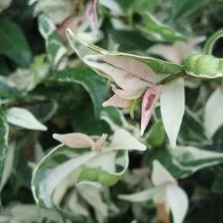 Shrubs Variegated Star Jasmine Full Sun