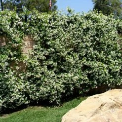 Hedge Star Jasmine Hedging Or Ground Cover Pack Hedging Plants 16 Hedge Star Jasmine Hedging Or Ground Cover Pack Hedging Plants