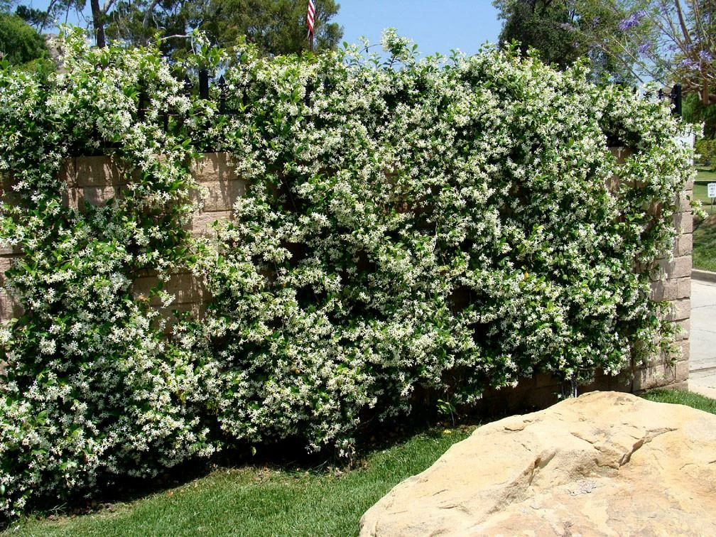 Hedge Star Jasmine Hedging Or Ground Cover Pack Hedging Plants 8 Hedge Star Jasmine Hedging Or Ground Cover Pack Hedging Plants