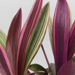 Shrubs Tradescantia Dwarf Variegated Rhoeo Discolour Pink Border Plants