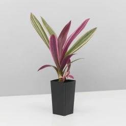 Shrubs Tradescantia Dwarf Variegated Rhoeo Discolour Pink Border Plants