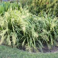 Ozbreed Lomandra Hystrix 'Tropic Cascade' Pbr