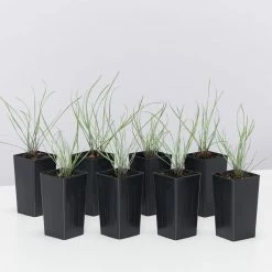 Shrubs Tulbaghia Cominsii X Violacea Purple Eye 'Society Garlic' Border Plants