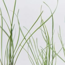 Shrubs Tulbaghia Cominsii X Violacea Purple Eye 'Society Garlic' Border Plants