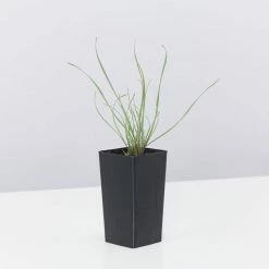 Shrubs Tulbaghia Cominsii X Violacea Purple Eye 'Society Garlic' Border Plants