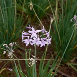 Shrubs Tulbaghia Cominsii X Violacea Purple Eye 'Society Garlic' Border Plants