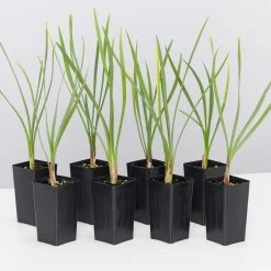 Shrubs Border Plants Tulbaghia Violacea