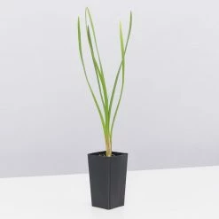 Shrubs The Edible Plants Pack 21 Shrubs The Edible Plants Pack