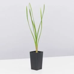 Shrubs Border Plants Tulbaghia Violacea