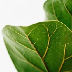 Indoor Garden Assorted Ficus - 85mm Plant Packs