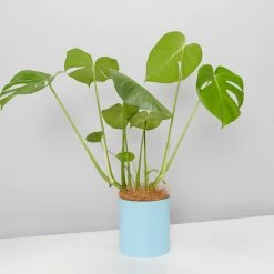 Urban Eden Sky Blue Vessel + Potted Plant