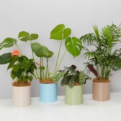 Urban Eden Sky Blue Vessel + Potted Plant