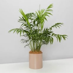 Urban Eden Mocha Vessel + Potted Plant