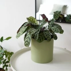 Urban Eden Sage Vessel + Potted Plant