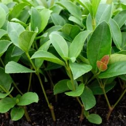 Ozbreed Dense Fence™ Viburnum Odoratissimum ‘VOC1’ Pbr Shrubs