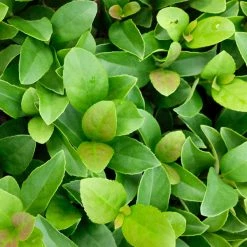 Ozbreed Viburnum Odoratissimum Dense Fence™ Pbr Hedge